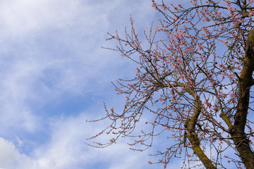 Cherry blossom tree on an early springtime landscape on a blue cloudy sky