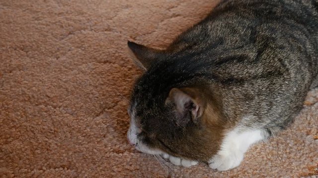 A beautiful big brown cat lies on the cofre and turns on the camera. The striped cat looks at the camera at close range. The cat's muzzle is close-up.