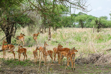 Herd of Impala in the Northern Serengeti of Tanzania