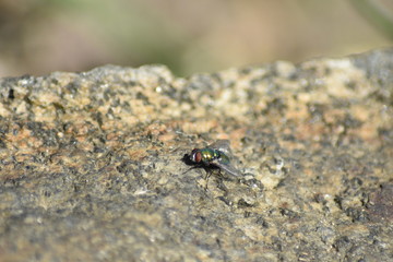 Fliege auf Granit