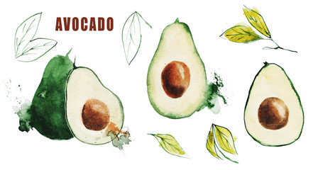 Watercolor illustration of green avocado.