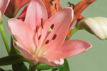 Pink lily flower ower green