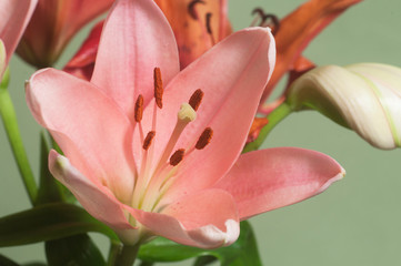Obraz premium Pink lily flower ower green