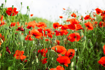 Naklejka premium Poppy flowers spring blossom, meadow with poppies flowers