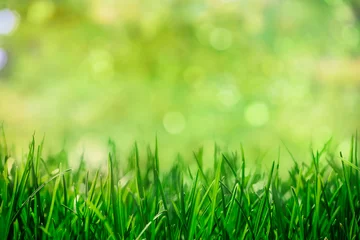 Printed roller blinds Grass grass with natural green bokeh background, spring garden