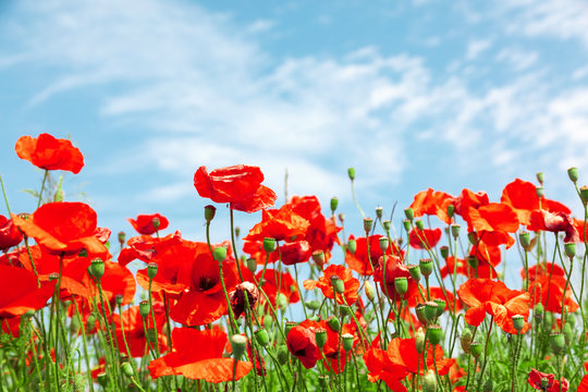 Red poppy flowers on sunny blue sky, poppies spring blossom, green meadow with flowers © Mariusz Blach
