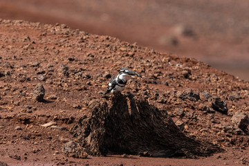 Pied kingfisher