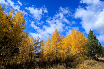 Fototapeta na wymiar Beautiful landscapes of the Forest in Grand Teton National Park, Arizona, USA