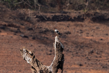 Pied kingfisher