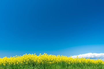 ディスクトップの壁紙（菜の花畑と青空）