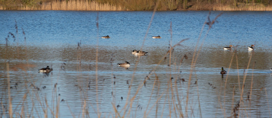 Weißwangengänse machen Rast auf einem See
