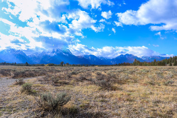 Fototapeta premium Beautiful landscapes of the Forest in Grand Teton National Park, Arizona, USA