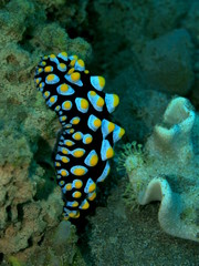The amazing and mysterious underwater world of Indonesia, North Sulawesi, Manado, sea slug