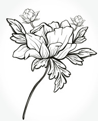 Hand drawn beautiful monochrome rose isolated on background. Element for  special your day, wedding, birthday, Valentine's day, blogs, prints. Hand drawn vector illustration. 
