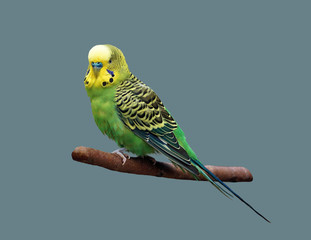 Budgerigar on an isolated background.