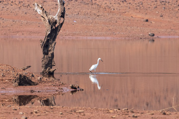 Egret