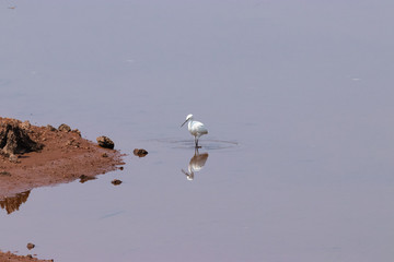 Egret