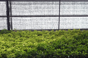Ivy Green Garden Hanging on The Ceiling. Outdoor Decorate Green Garden. Up View of The Net half with  Ivy  Vertical Garden. Day light time. Garden in The Greenhouse.