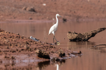 Egret