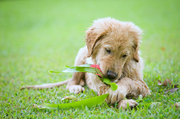 Golden Retriever Puppy