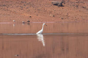 Egret
