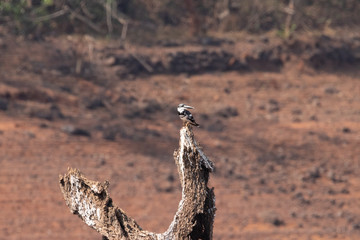 Pied kingfisher