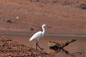 Egret
