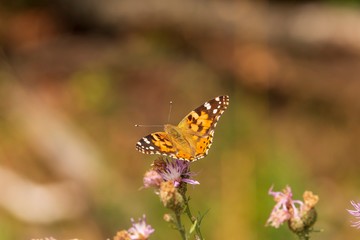 ein Schmetterling auf einer Blume
