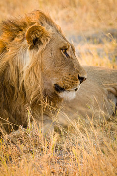Lion
