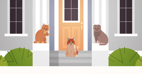 Obraz na płótnie Canvas cats group sitting on porch in entrance of house door fluffy adorable cartoon animals domestic kitty home pets concept building closeup facade flat horizontal vector illustration