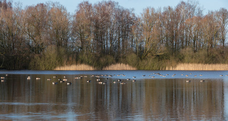 Weißwangengänse machen Rast auf einem See