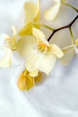  The branch of yellow orchids on white fabric background