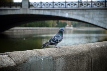 A grey dove sits on a stone parapet