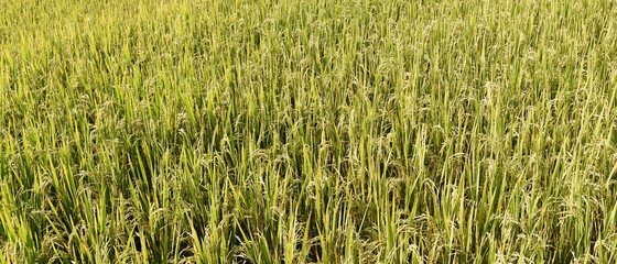 close up of ripening rice in a paddy field