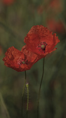 Obraz premium Beautiful red poppies on spring meadow close up. Natural spring background