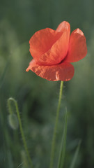Red poppy in the spring meadow