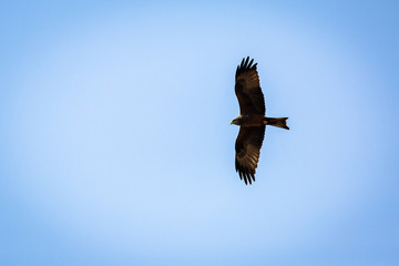 Yellow billed Kite