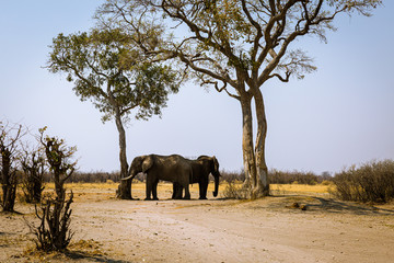 Elefant