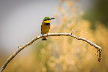 Fototapeta premium Little Bee Eater