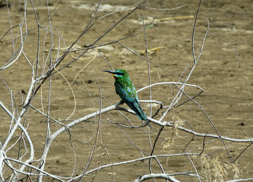 Blue-cheeked bee-eater (Merops persicus persicus) - closeup