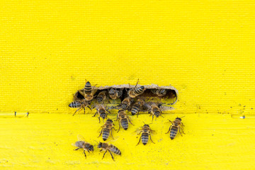 closeup of bees on honeycomb in apiary