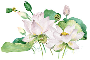 white lotus watercolor botanical illustration.
