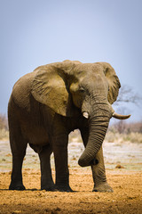 Fototapeta premium Elefant