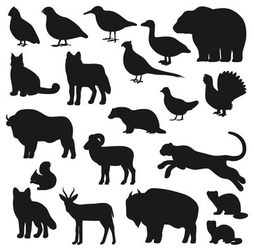 Animal and bird black silhouettes of hunting sport design. Vector bear, wolf and duck, african buffalo, fox and pheasant, bison, panther or leopard, goose, grouse and squirrel, woodcock and badger