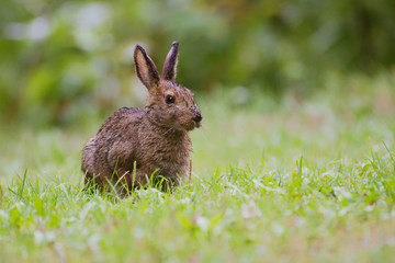 A Snow Shoe Hare stood in wet grass on a rainy day