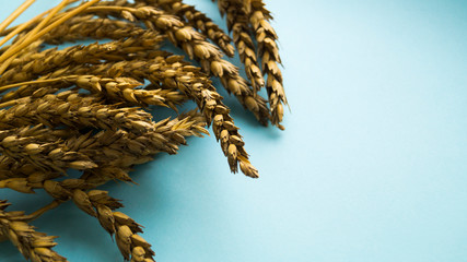 Wheat is located on a blue background.  Horizontal postcard.  Copy space.