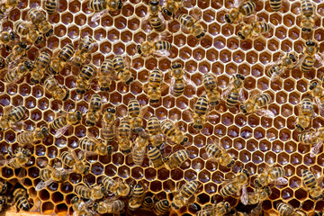 closeup of bees on honeycomb in apiary