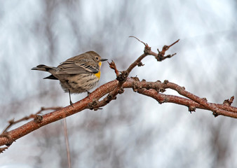 Pipit on a branch - Reno - USA