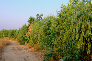 Eucalyptus leaves spring grow naturally. Eucalyptus tree quick-growing.