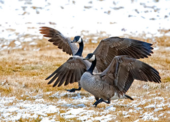 A pair of Canadian geese - Reno - USA